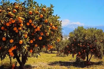 أرض مزرعة بساتين برتقال في منطقة Serik بولاية Antalya